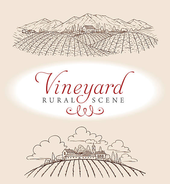 Vineyard Rural Scene A elegant vector illustration of a romantic rural scene. Ideal for a bottle label. grape vine vineyard wine stock illustrations