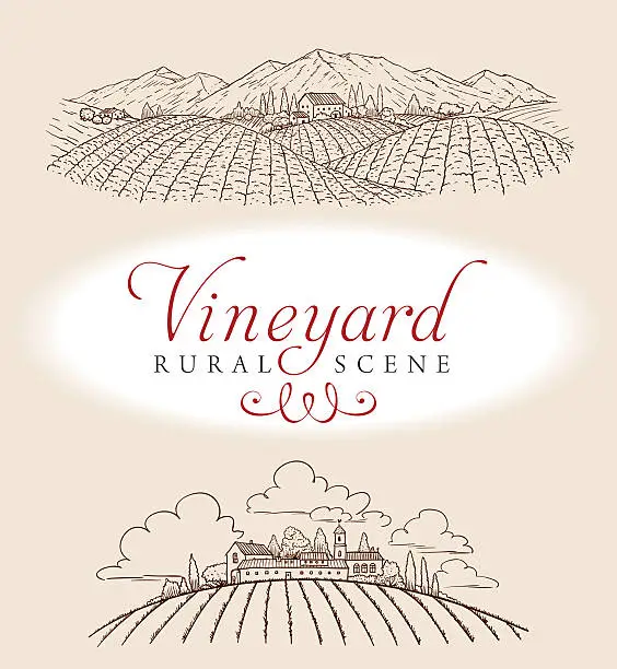 Vector illustration of Vineyard Rural Scene
