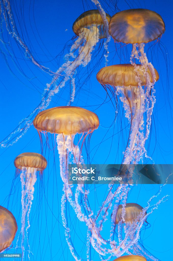 Jellyfish Jellyfish floating in water with a dark blue background. 2015 Stock Photo