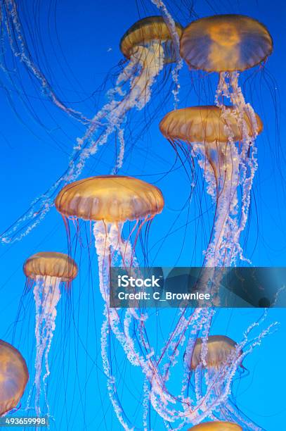 Jellyfish Stock Photo - Download Image Now - 2015, Animal, Blue