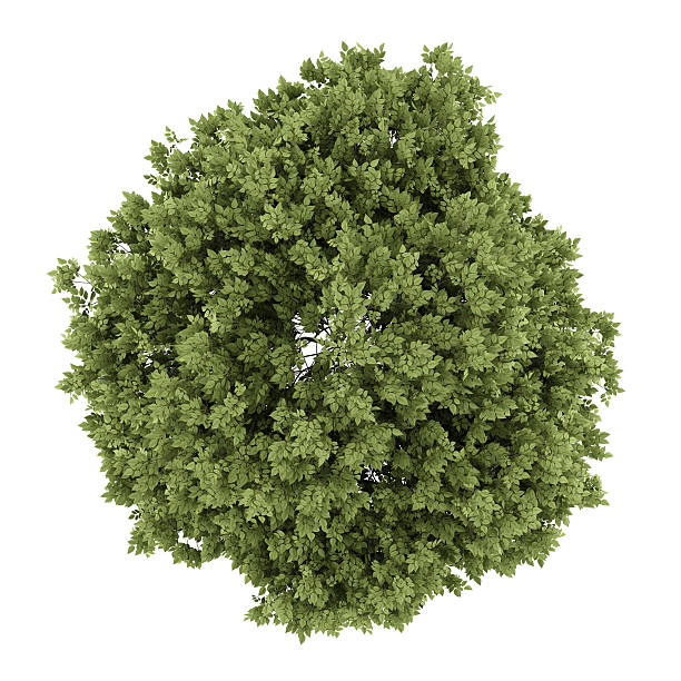 istock top view of hackberry tree isolated on white background 493660032
