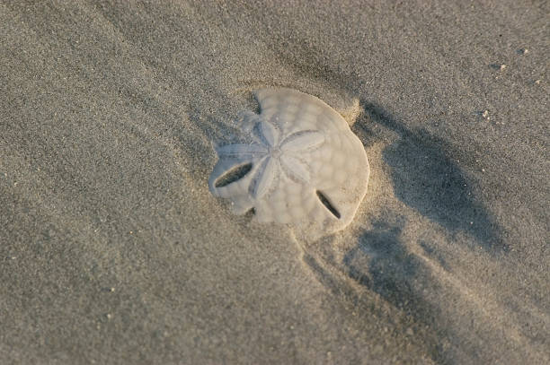 Sand dollar Sand dollar on the beach of Cumberland Island National Seashore, partially covered by sand at sunrise. sand dollar stock pictures, royalty-free photos & images