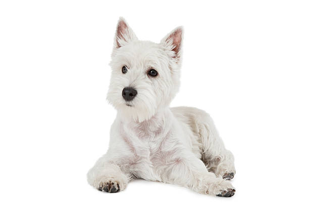 istock West Highland White Terrier puppy dog 493660460