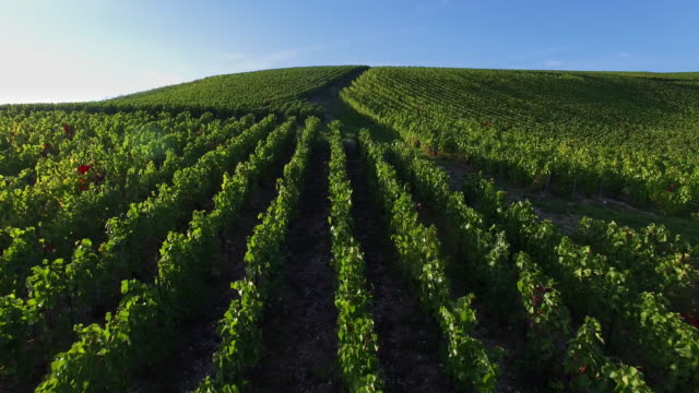Champagne vineyards in the Cote des Bar area of the Aube department near to Les Riceys, Champagne-Ardennes, France,