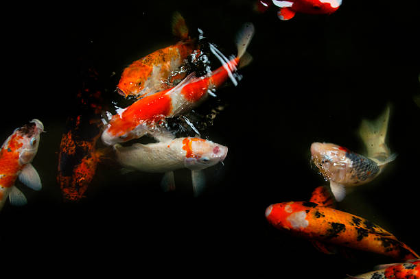 istock Koi Fish swimming in pond 493686498