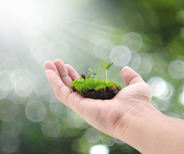 istock Little plant on hand on bokeh background 493687896
