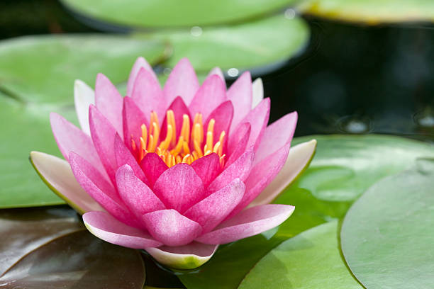 istock Blossom Pink Lotus 493689658