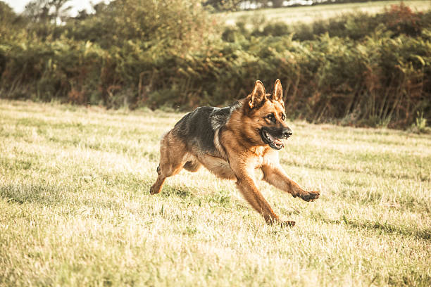 istock German Shepherd Dog action shot 493689960