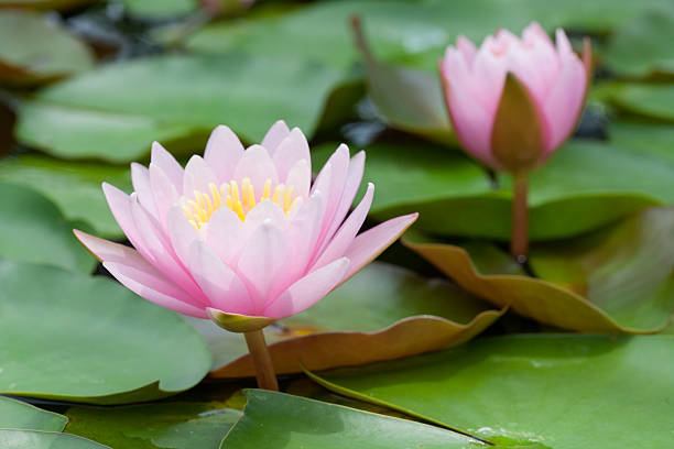 istock Blossom Pink Lotus 493690098