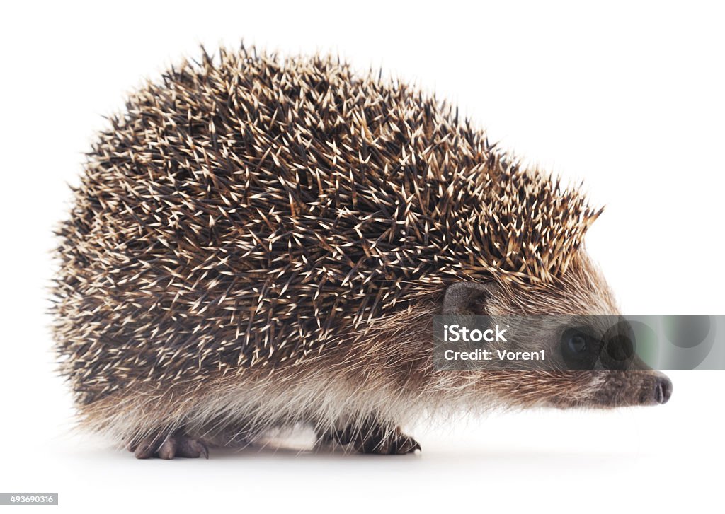 Prickly hedgehog. Prickly hedgehog isolated on a white background. Hedgehog Stock Photo