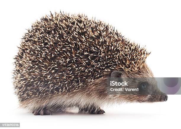 Prickly Hedgehog Stock Photo - Download Image Now - Hedgehog, Cut Out, 2015