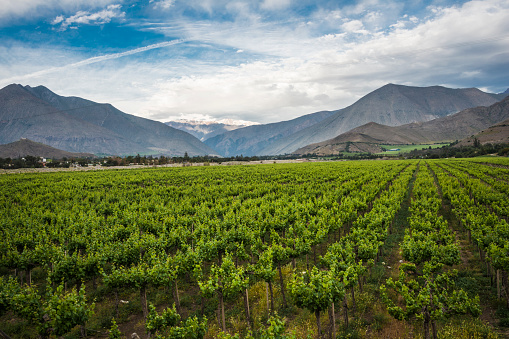 Spring Vineyard when Grapevine flower are transforming into a grape berry. Elqui Valley, Andes part of Atacama Desert in the Coquimbo region, Chile