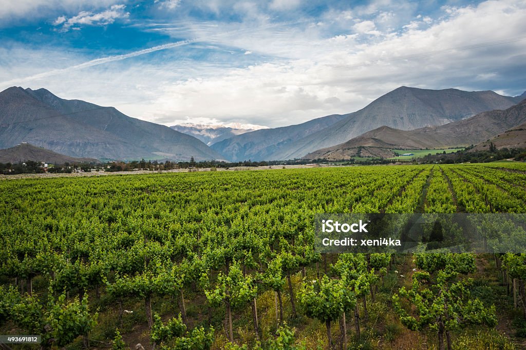 Spring Vineyard. Elqui Valley, Andes, Chile Spring Vineyard when Grapevine flower are transforming into a grape berry. Elqui Valley, Andes part of Atacama Desert in the Coquimbo region, Chile Chile Stock Photo