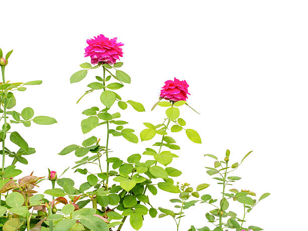 istock beautiful rose leaves isolated on white background 493691856