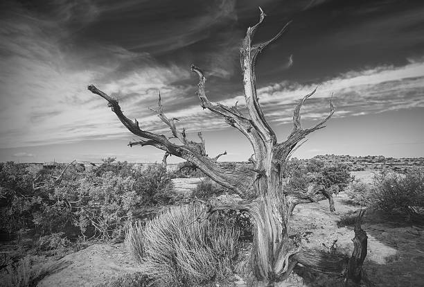 istock Black and white photo of lonely dead tree on desert. 493692024