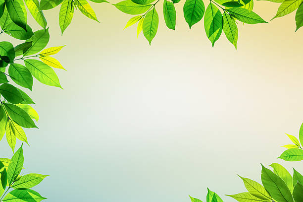 istock branch of green leave frame with beautiful blur multicolor background 493692118
