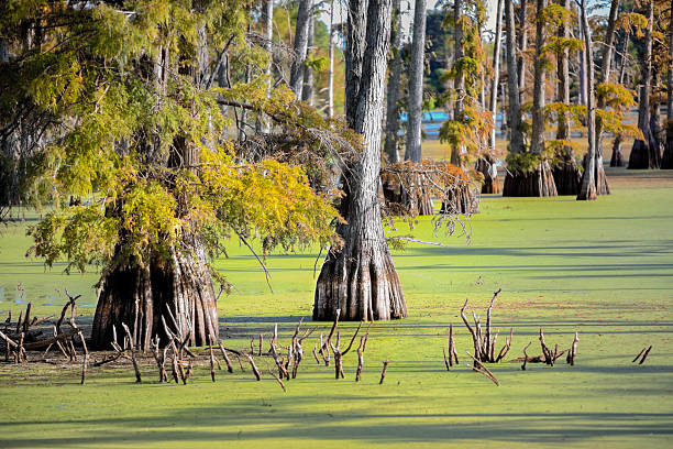 Shallow depth of field shot of cypress trees growing in a mossy Louisiana swamp