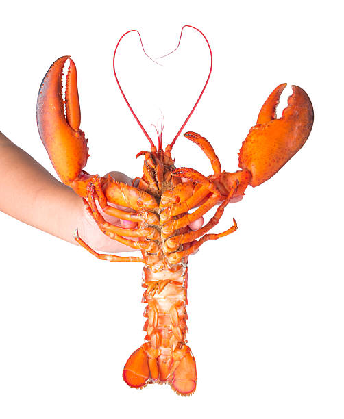 istock Steam Canadian lobster isolated on white 493693118
