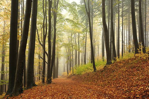 istock Autumn beech forest in foggy weather 493694984