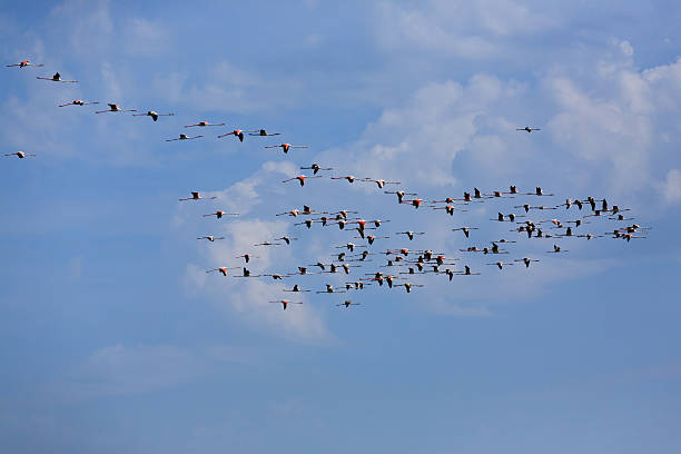istock Flock of pink flamingos 493696334