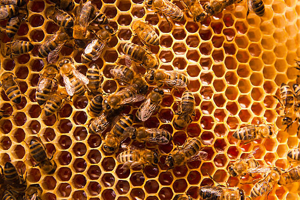 istock Working bees on the yellow honeycomb with sweet honey. 493697720