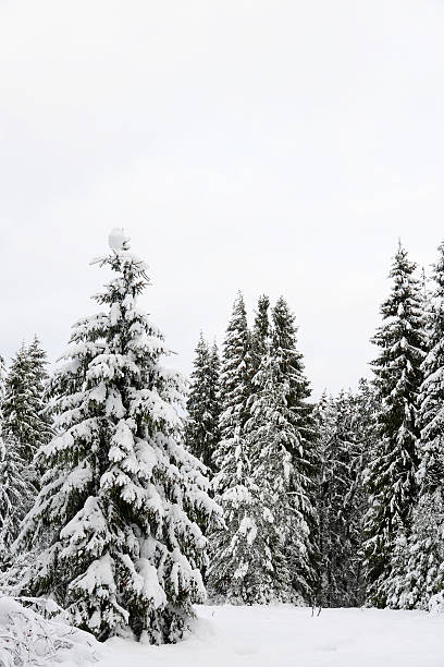 istock Christmas background with snowy fir trees 493698598