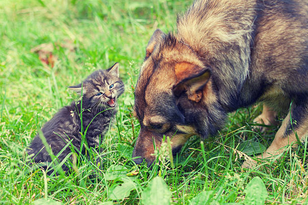 istock Big dog and meowing little kitten 493699106