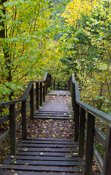 istock wooden stairs in the forest leading to the bottom 493699574