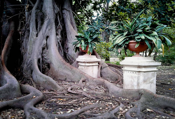 Palermo, Botanical Garden stock photo