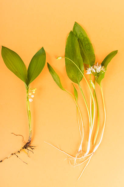 Ramson with blossom and lily of the valley - comparisment. Wooden backgroudn. Easy to mistake one for the other. Llily of the valley could be fatal toxic