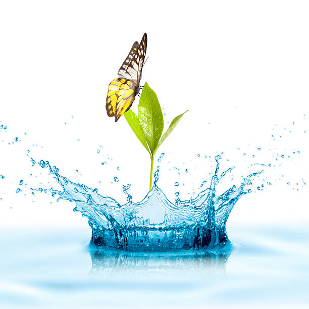 istock Green Plant with butterfly on water splash 493705421