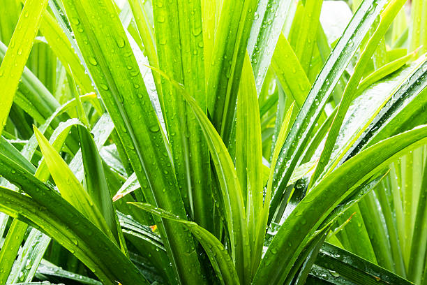green bush with raindrops stock photo