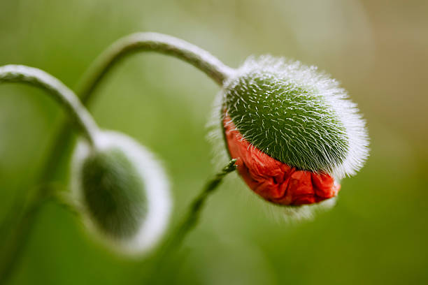 Half-opened poppy flower bud