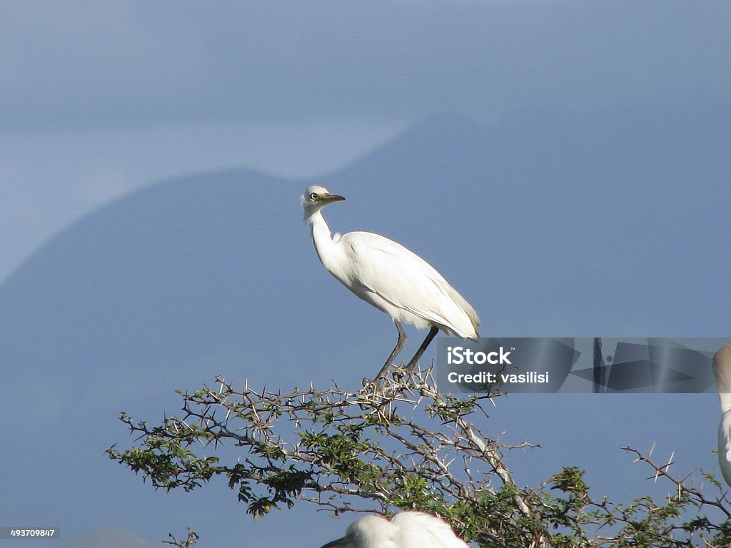 Airone guardabuoi - Foto stock royalty-free di Airone guardabuoi