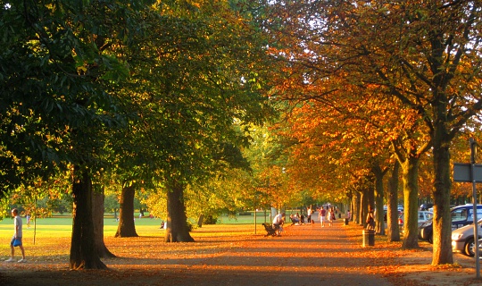 Leaves changing colour in Autumn, Greenwich Park, London