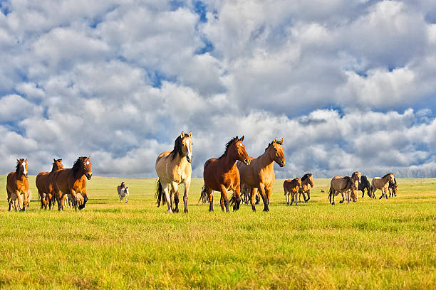 istock Herd of horses 493710612