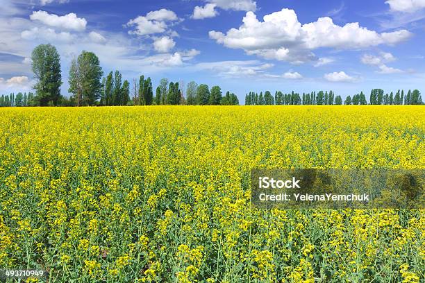 Campo De Colza Foto de stock y más banco de imágenes de Agricultura - Agricultura, Aire libre, Ajardinado