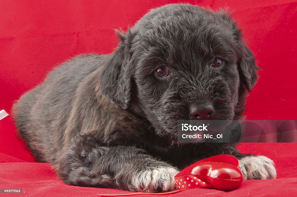 Schwarze Welpen - Lizenzfrei Bildhintergrund Stock-Foto