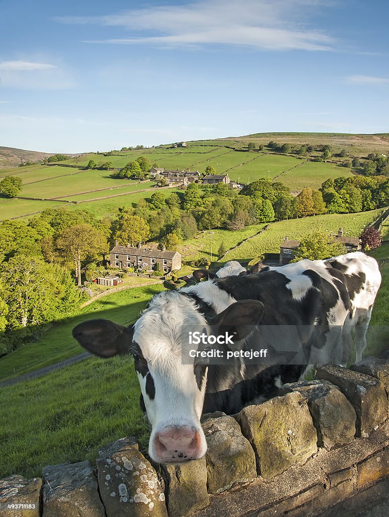 Cattle on valley side Friesian cattle standing in a filed on the side of a steep lush green valley in the Yorkshire Dales Stone Wall Stock Photo