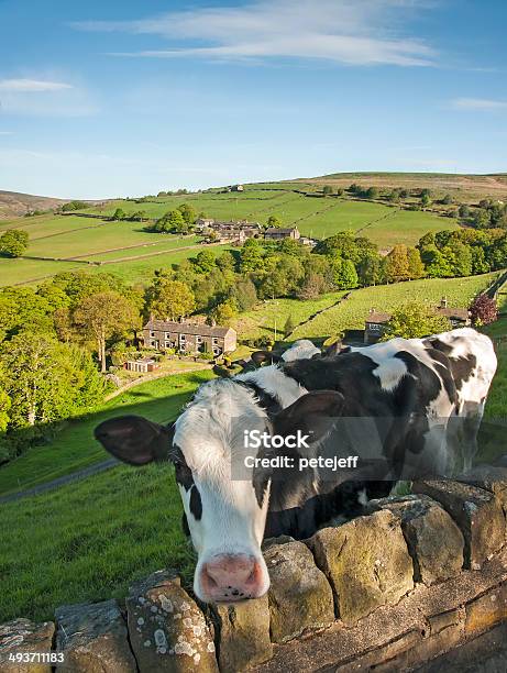 Cattle On Valley Side Stock Photo - Download Image Now - Stone Wall, England, Farm