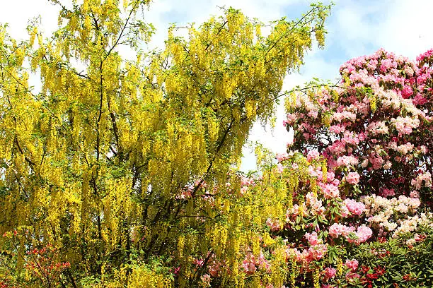 Photo showing the bright and extremely ornamental yellow flowers of a golden chain tree, more commonly known as common laburnum trees.  The seeds of a laburnum tree are extremely poisonous, and so many people now opt for seedless cultivars, where the seed pods are empty.  However, the leaves are still poisonous and quite toxic.