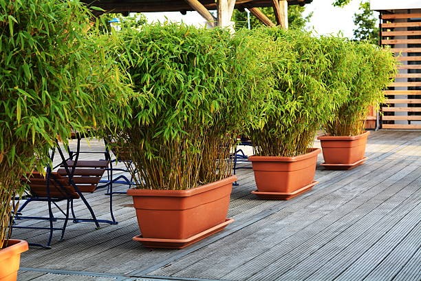 verde bambu no flowerpots - gardening single flower house flower imagens e fotografias de stock