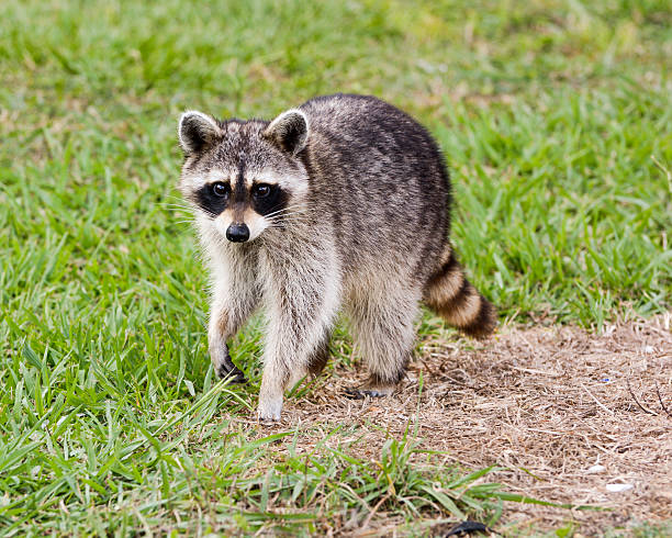 Wild Raccoon Walking Outside In Nature In Green Grass