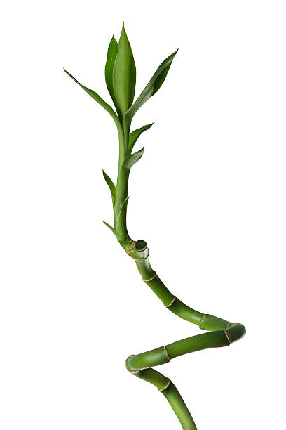 glücksbambus, isoliert auf weiss mit clipping path - bamboo leaf bamboo shoot feng shui stock-fotos und bilder