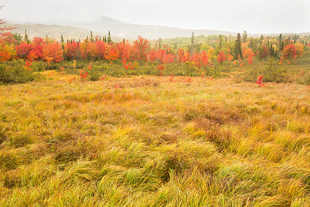 Fall colors in grass and foliage in the wilderness forests of the Rangeley Region of northwestern Maine, on a rainy day.