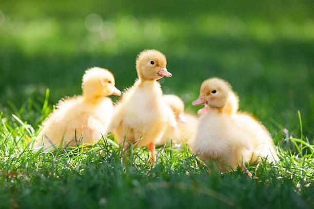 istock Little ducklings on green grass 493712648