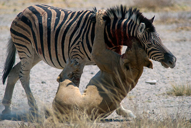 istock Lioness killing a zebra at Salvadora waterhole, Etosha Park 493712962