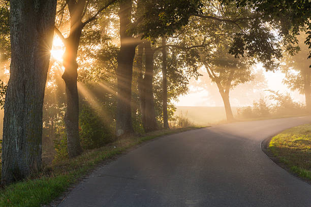 istock misty green alley 493713482