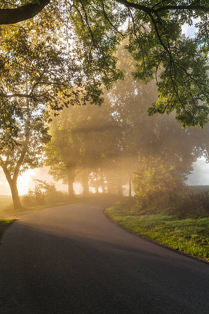 istock misty green alley 493713612