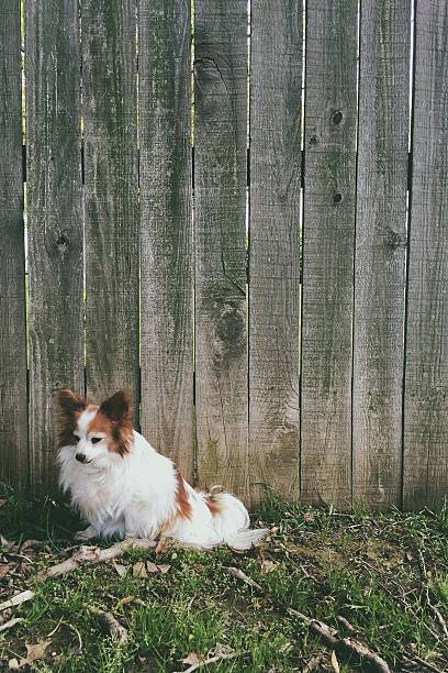istock Pet Dog by Fence 493713934